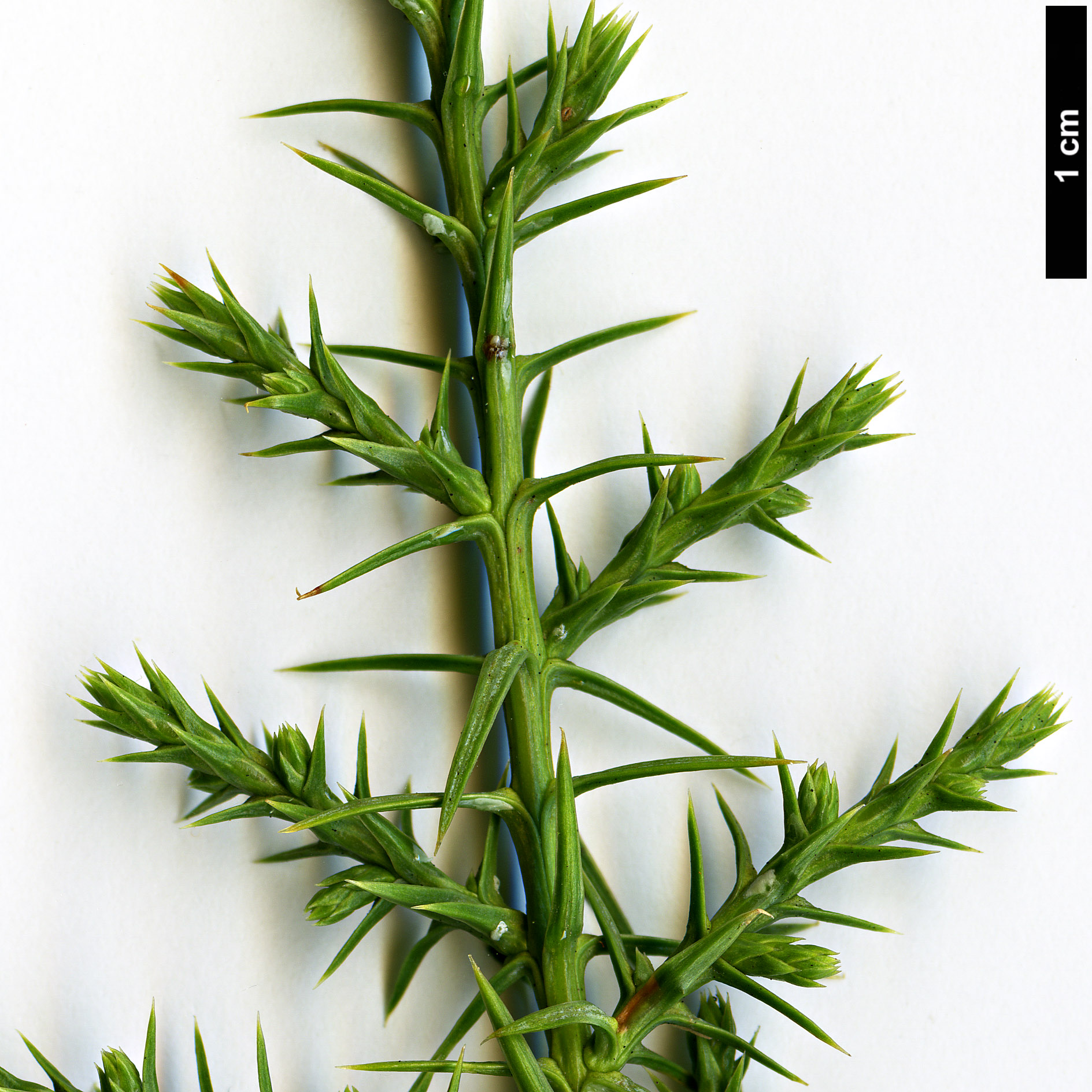 High resolution image: Family: Cupressaceae - Genus: Juniperus - Taxon: monosperma